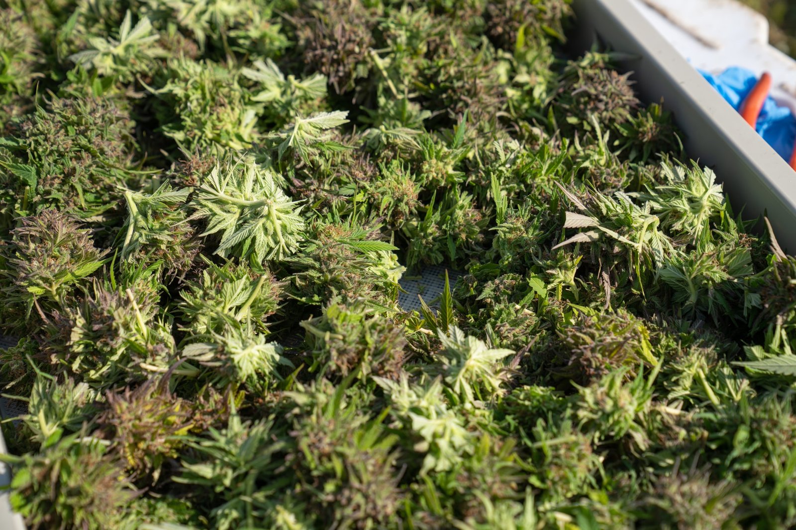 weed in large container