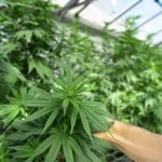 Australian Cannabis Company Cannim Exports Jamaican Grown Weed to Germany