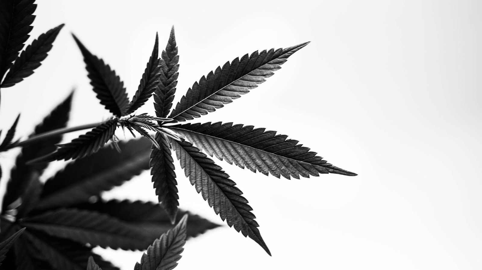 black cannabis leaf white backdrop
