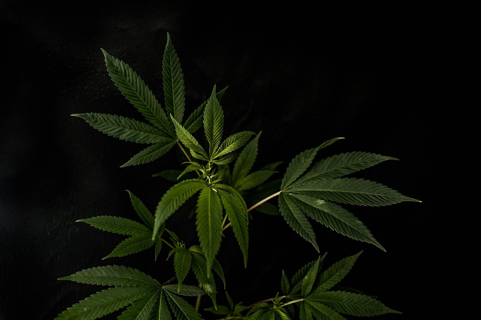 cannabis in dark room