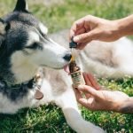 NZ Company has Completed Study on Cannabis for Pets