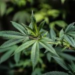Legalisation of Cannabis in Australia