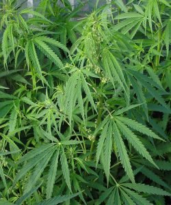 -Cannabis_ruderalis_male_plant