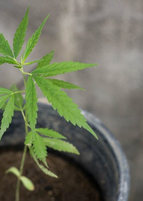 cannabis seedling growing in pot