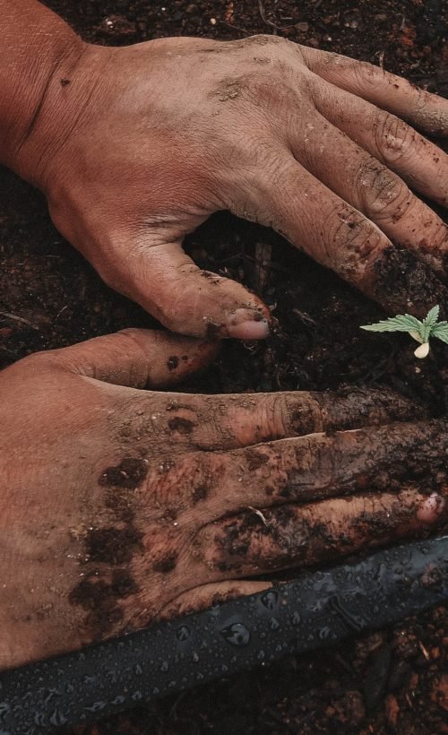 patting in cannabis seedling into soil